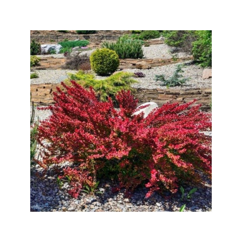 Berberis thunbergii 'Red Rocket'