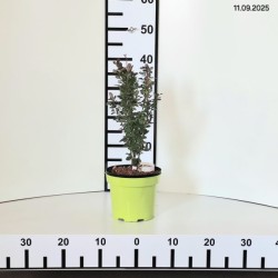 Berberis thunbergii 'Red Rocket'