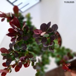 Berberis thunbergii 'Red Rocket'