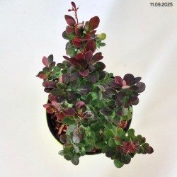 Berberis thunbergii 'Red Rocket'