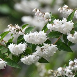 Deutzia gracilis