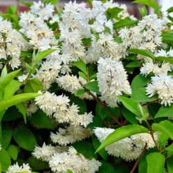 Deutzia gracilis