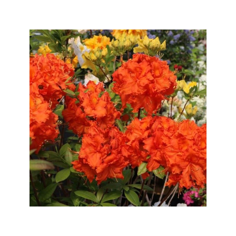 Rhododendron 'Fireball'