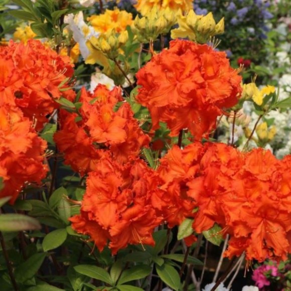 Rhododendron 'Fireball'