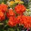 Rhododendron 'Fireball'
