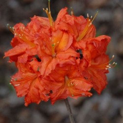 Rhododendron 'Fireball'
