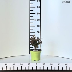 Rhododendron 'Fireball'