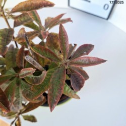 Rhododendron 'Fireball'