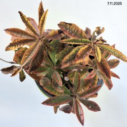 Rhododendron 'Fireball'