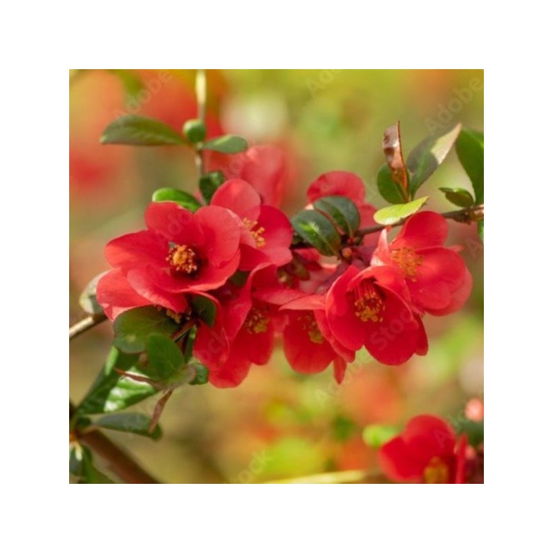 Chaenomeles japonica