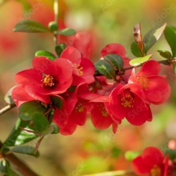 Chaenomeles japonica