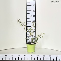 Chaenomeles japonica