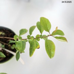 Chaenomeles japonica