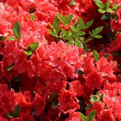 Rhododendron 'Satschico'