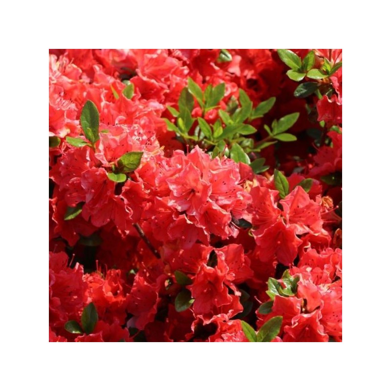 Rhododendron 'Satschico'