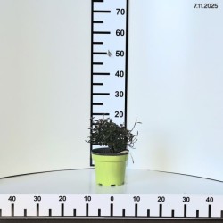 Rhododendron 'Satschico'