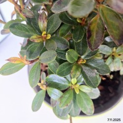 Rhododendron 'Satschico'