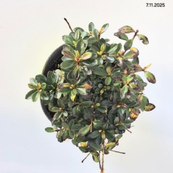 Rhododendron 'Satschico'