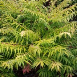 Rhus typhina TIGER EYES...