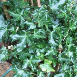 Hedera helix 'Ivalace'