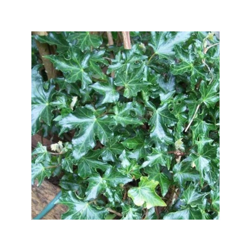 Hedera helix 'Ivalace'