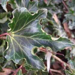 Hedera helix 'Ivalace'
