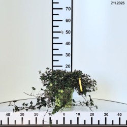 Hedera helix 'Ivalace'