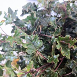 Hedera helix 'Ivalace'