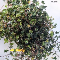 Hedera helix 'Ivalace'