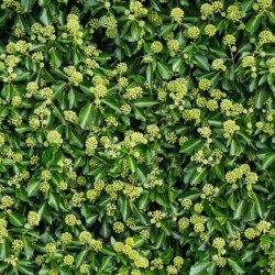 Hedera hibernica 'Arbori...