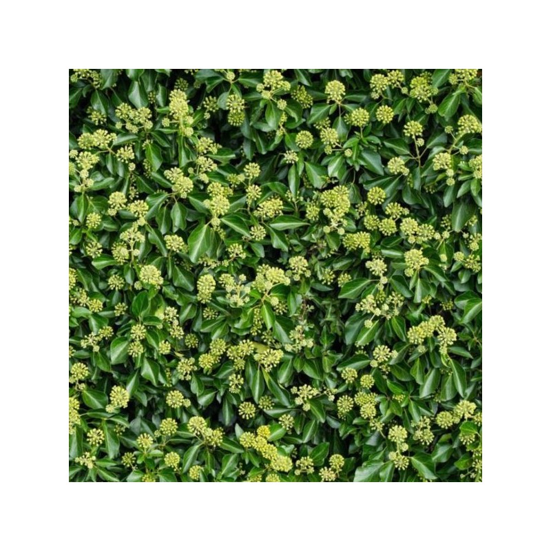 Hedera hibernica 'Arbori Compact'