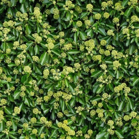 Hedera hibernica 'Arbori Compact'