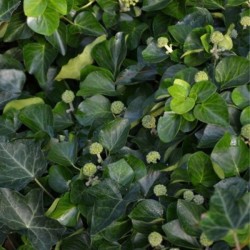 Hedera hibernica 'Arbori Compact'