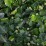 Hedera hibernica 'Arbori Compact'