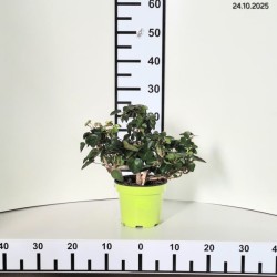 Hedera hibernica 'Arbori Compact'