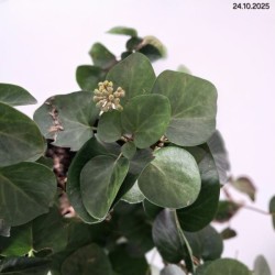 Hedera hibernica 'Arbori Compact'