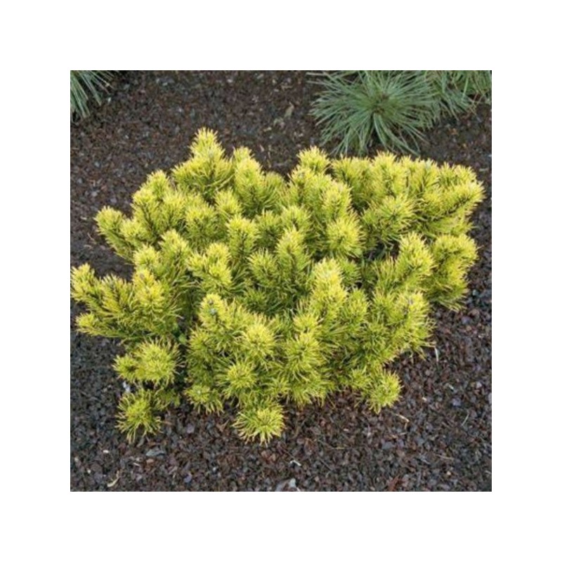 Pinus mugo 'Carsten'