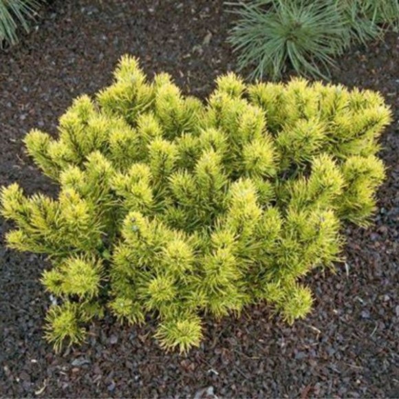 Pinus mugo 'Carsten'