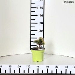 Pinus mugo 'Carsten'