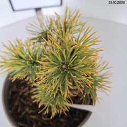 Pinus mugo 'Carsten'