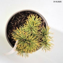 Pinus mugo 'Carsten'