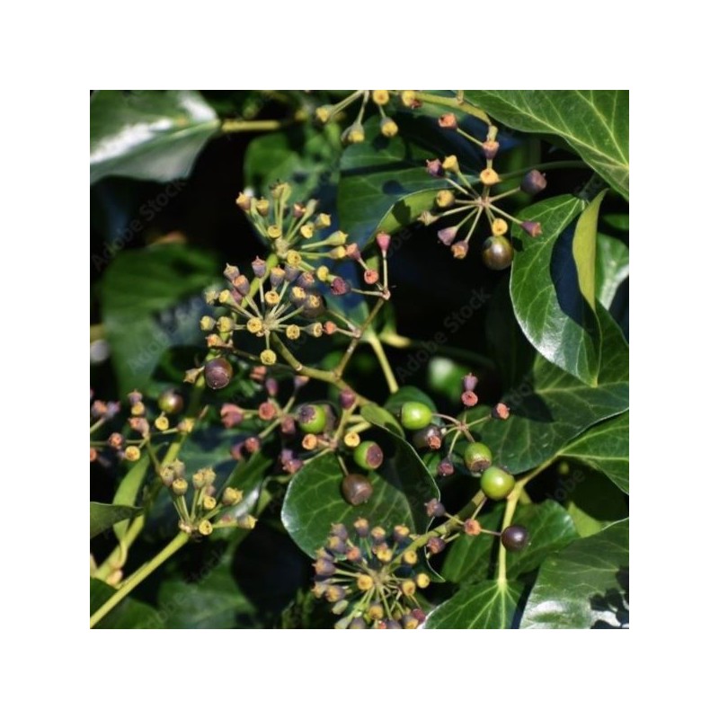 Hedera helix 'Arborescens'