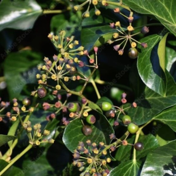 Hedera helix 'Arborescens'