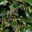 Hedera helix 'Arborescens'