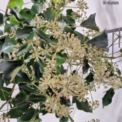 Hedera helix 'Arborescens'
