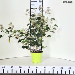 Hedera helix 'Arborescens'
