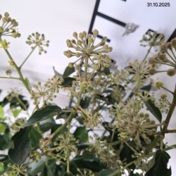 Hedera helix 'Arborescens'