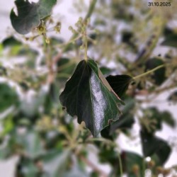 Hedera helix 'Arborescens'