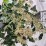 Hedera helix 'Arborescens'