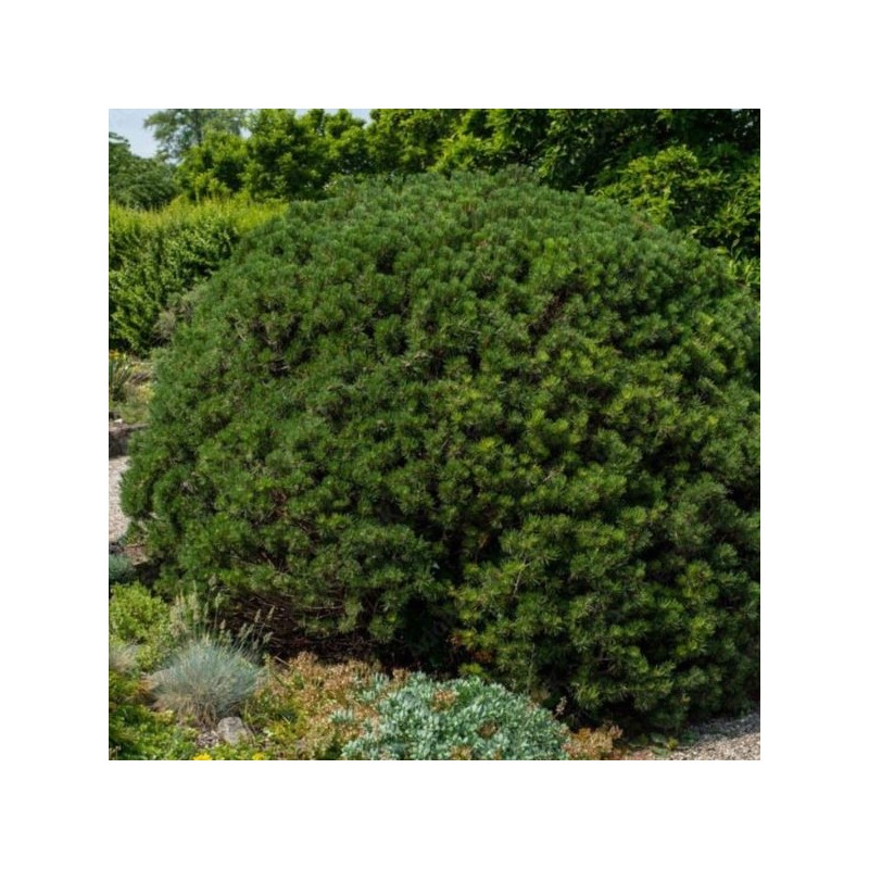 Pinus mugo 'Mops'